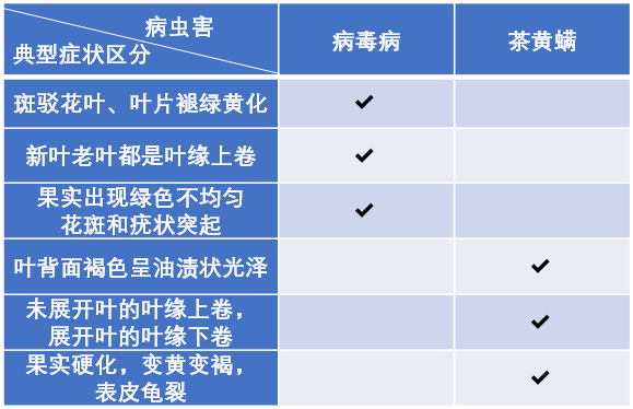 茶黃螨插圖2.png