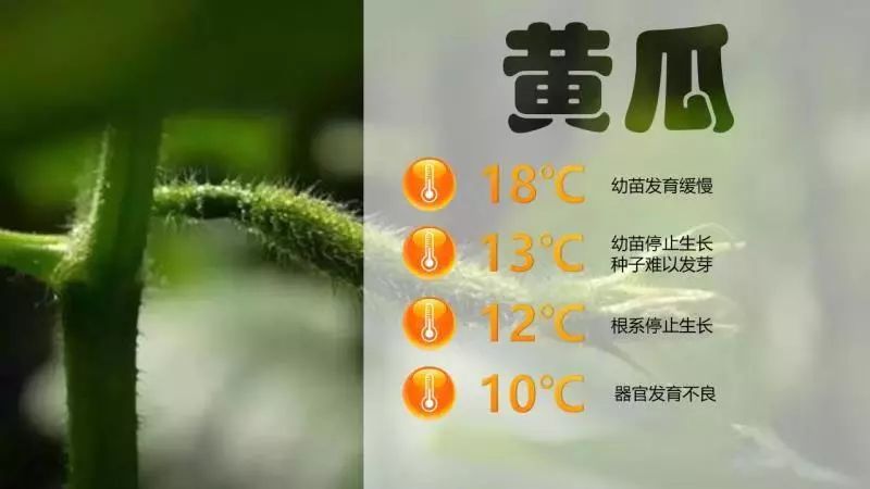 黃瓜.jpg